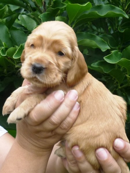 21 - 4.pejsek (fialová).JPG